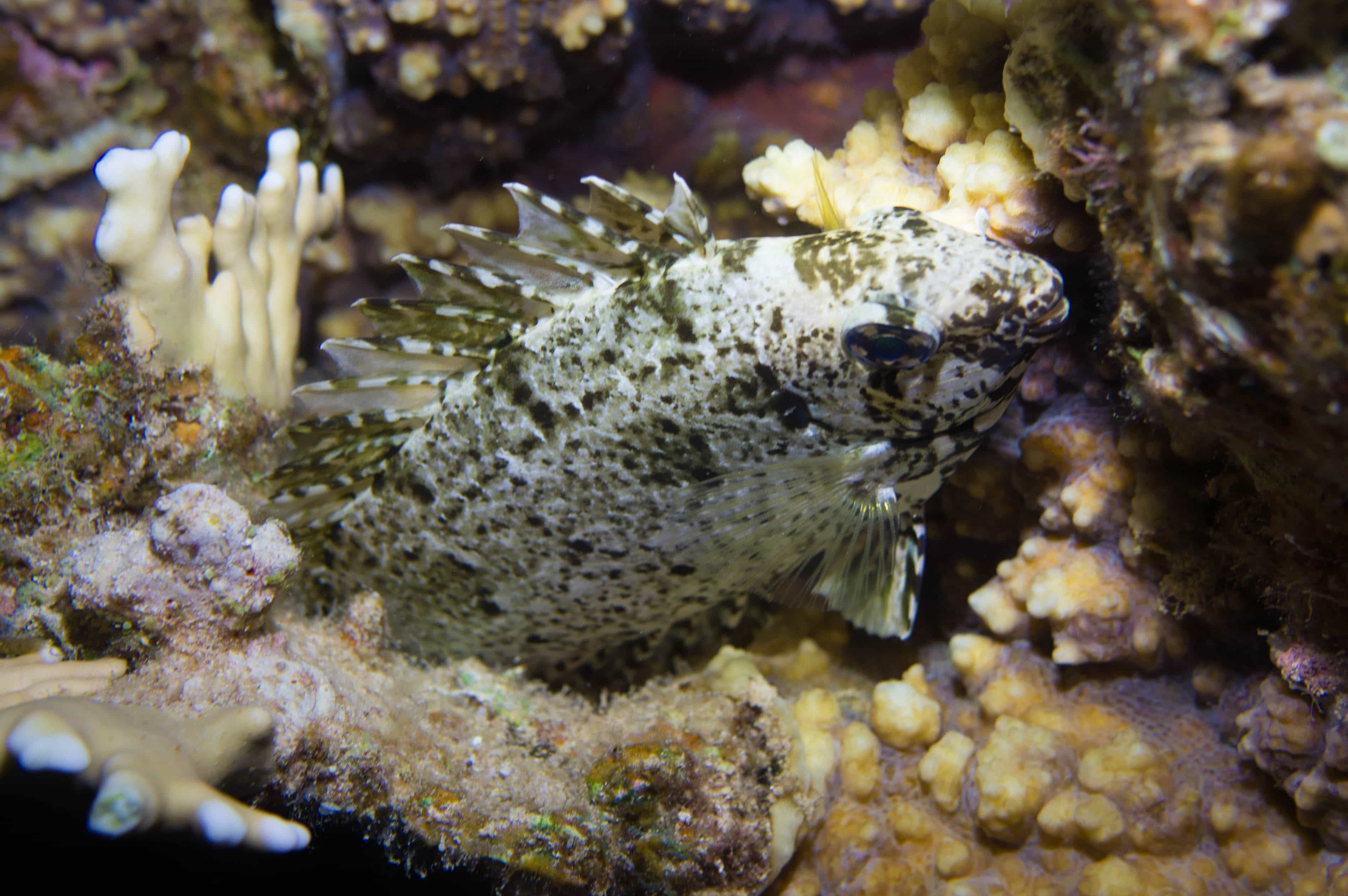 Pesce coniglio scuro Siganus luridus