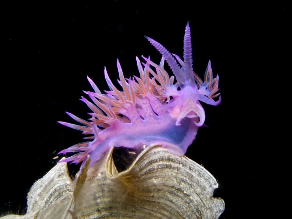 Flabellina affinis 