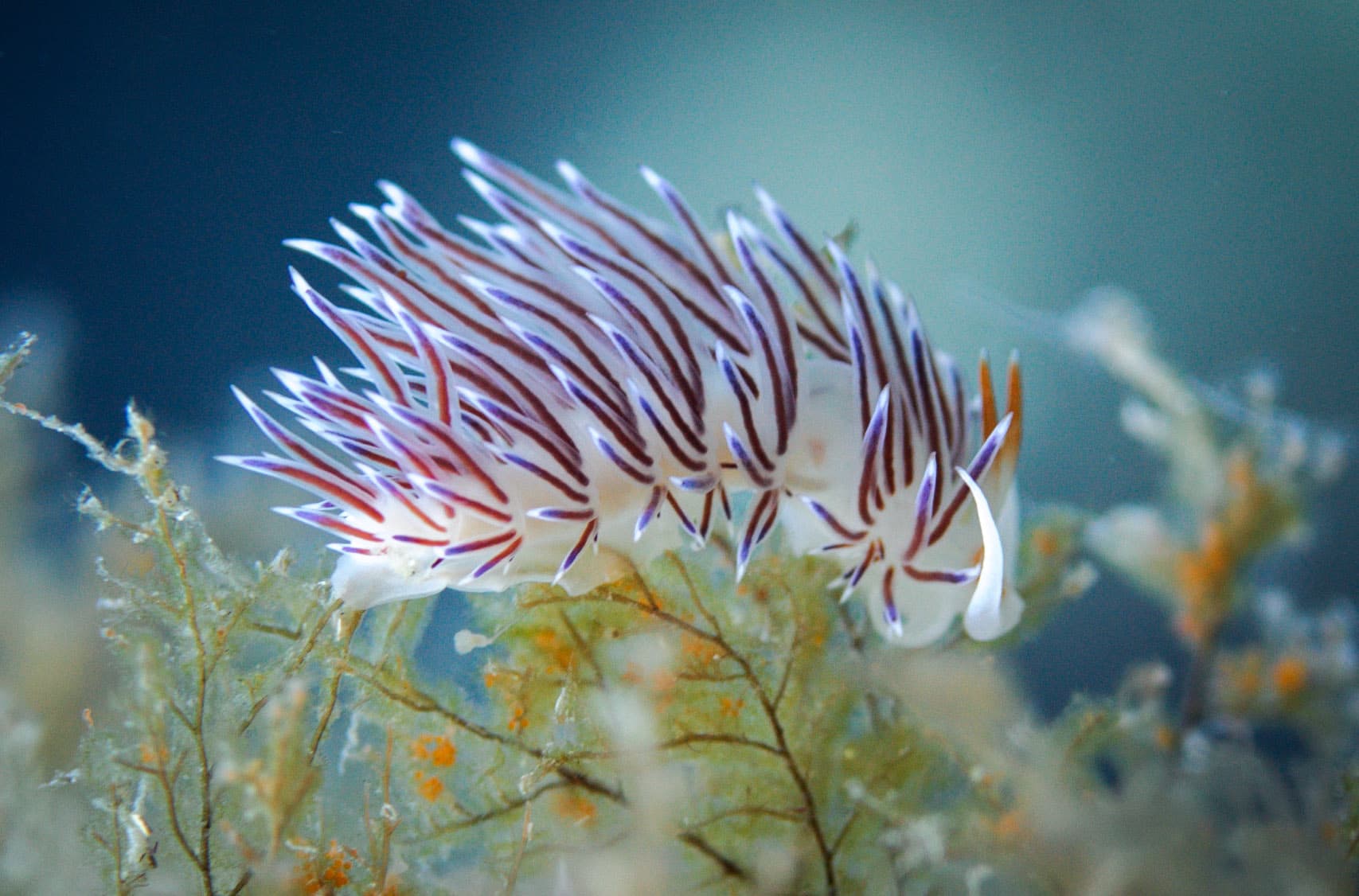 Cratena peregrina