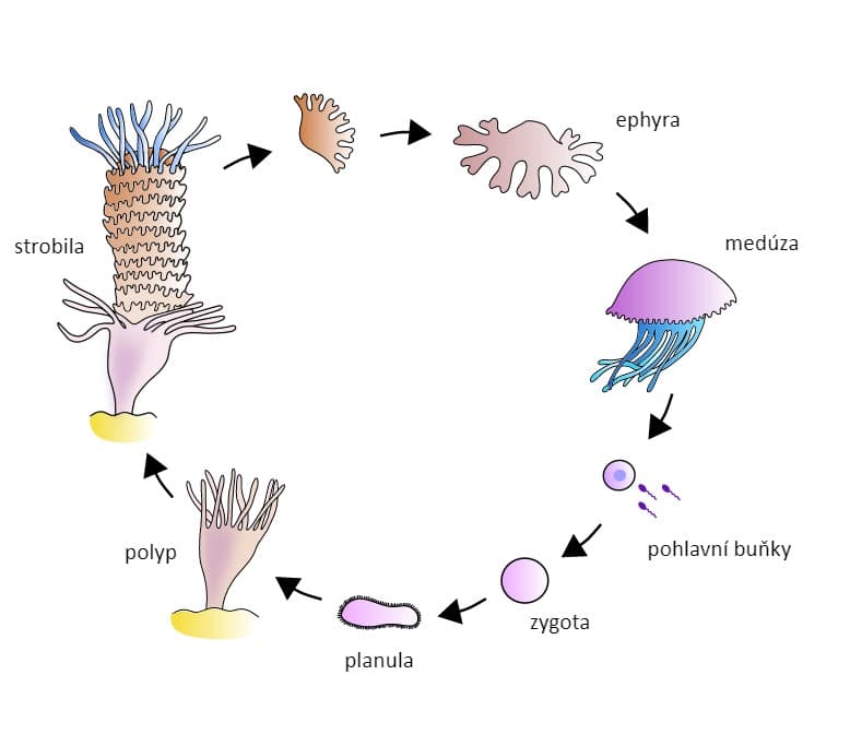 ciclo cnidari