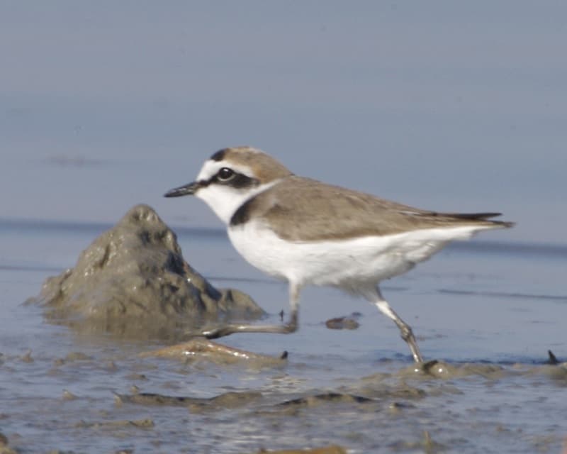 Charadrius alexandrinus