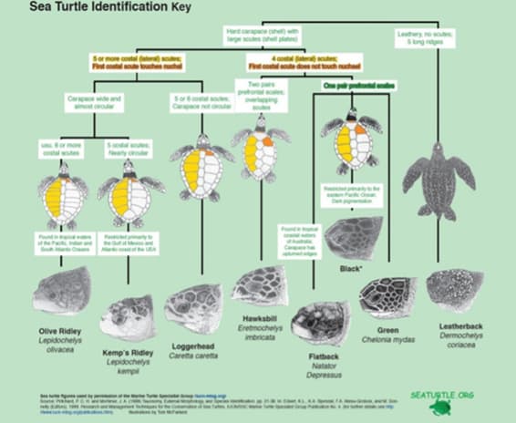 fig3 Identificazione tartarughe marine