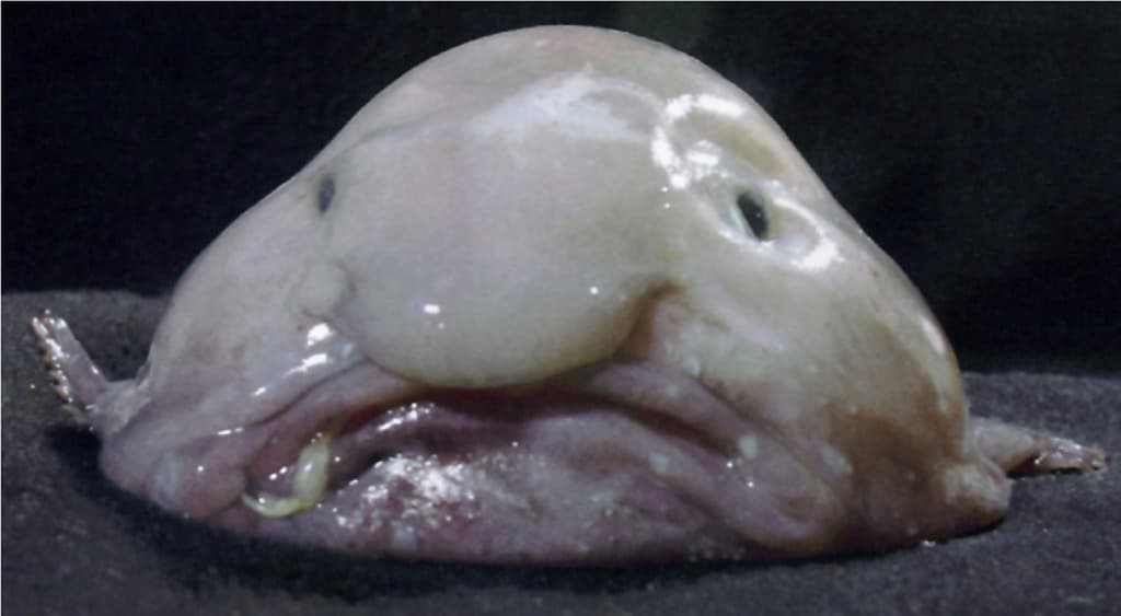 Blobfish