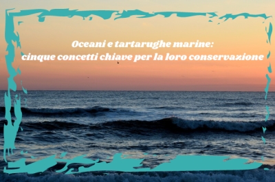 Oceani e tartarughe marine: cinque concetti chiave per la loro conservazione