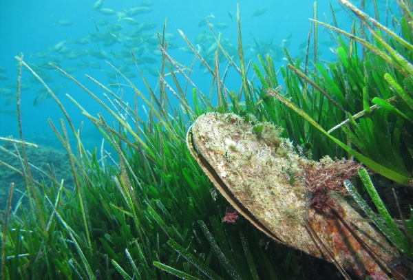 Pinna nobilis, il mollusco gigante del Mediterraneo