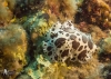 Molluschi stravaganti? Ecco a voi i nudibranchi!